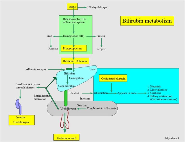 Urine for Bilirubin in Urine (Bilirubinuria)