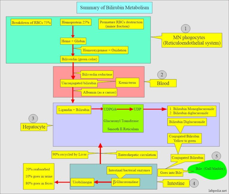 Bilirubin Part 2 Conjugated Direct Bilirubin And Conjugated Bilirubin Part 2 Conjugated Direct Bilirubin And Conjugated