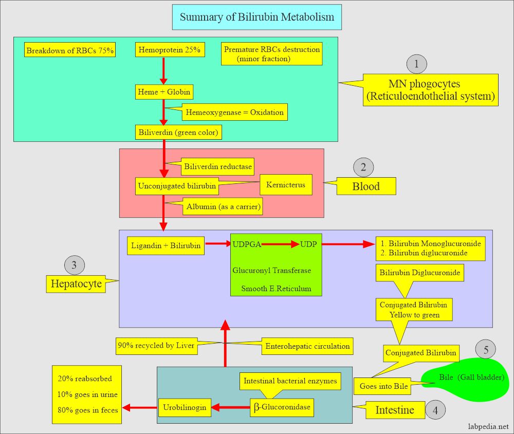 Bilirubin metabolism summary