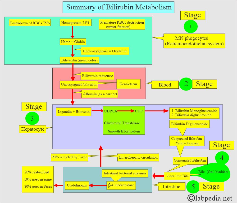 Bilirubin metabolism and various stages
