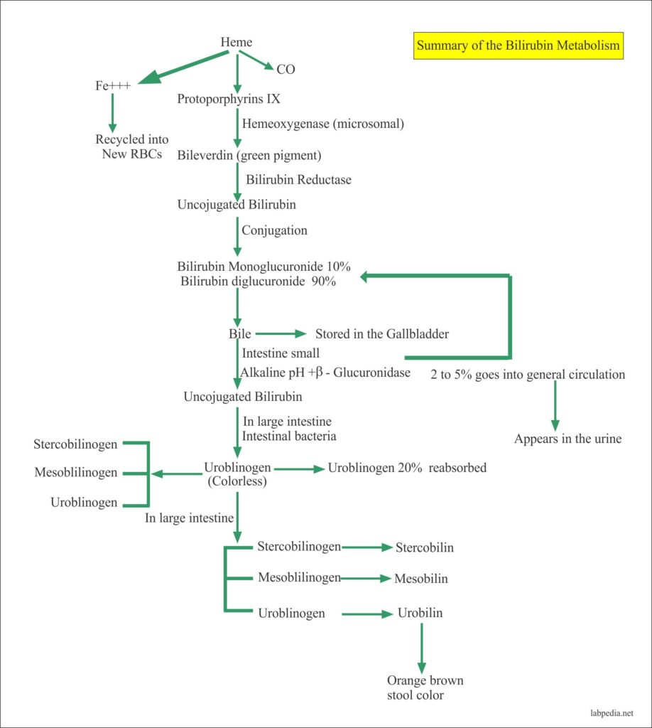 Bilirubin -Part 1- Total, Direct and Indirect Bilirubin, Classification ...