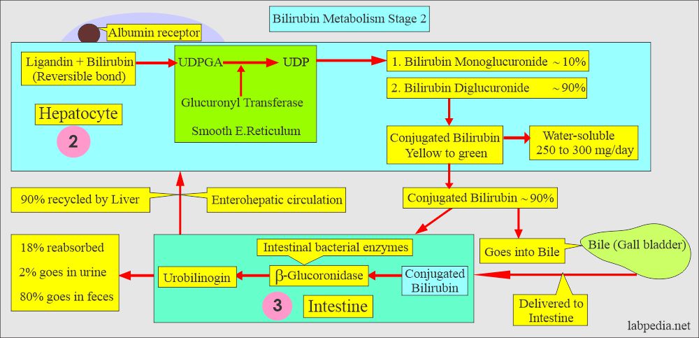 Bilirubin metabolism stage 2