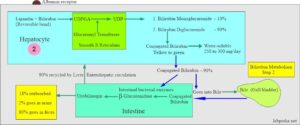 bilirubin jaundice indirect neonatal labpedia hepatocytes