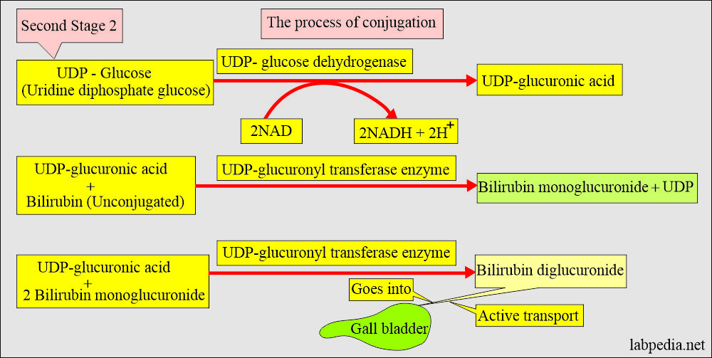 Bilirubin stage 2 conjugation process