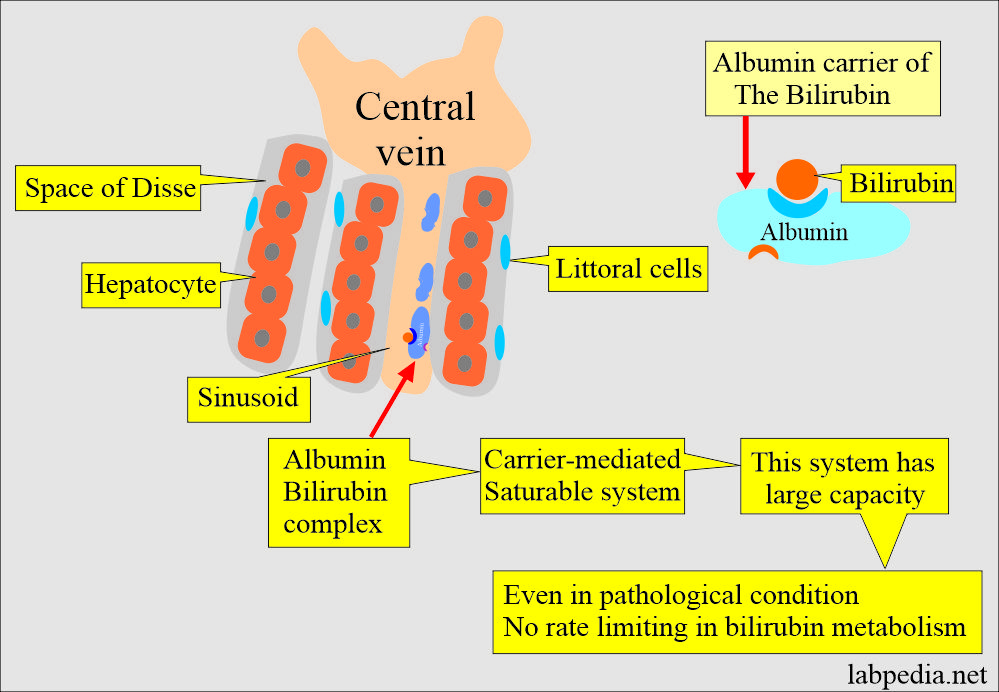 Bilirubin Part 1 Total Bilirubin Direct And Indirect Bilirubin 