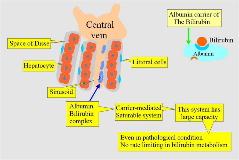 bilirubin