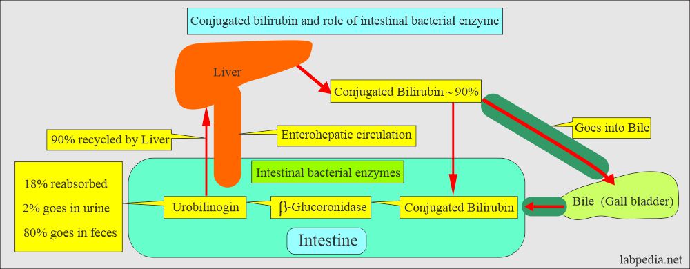 Bilirubin metabolism and role of bacterial enzyme in intestine