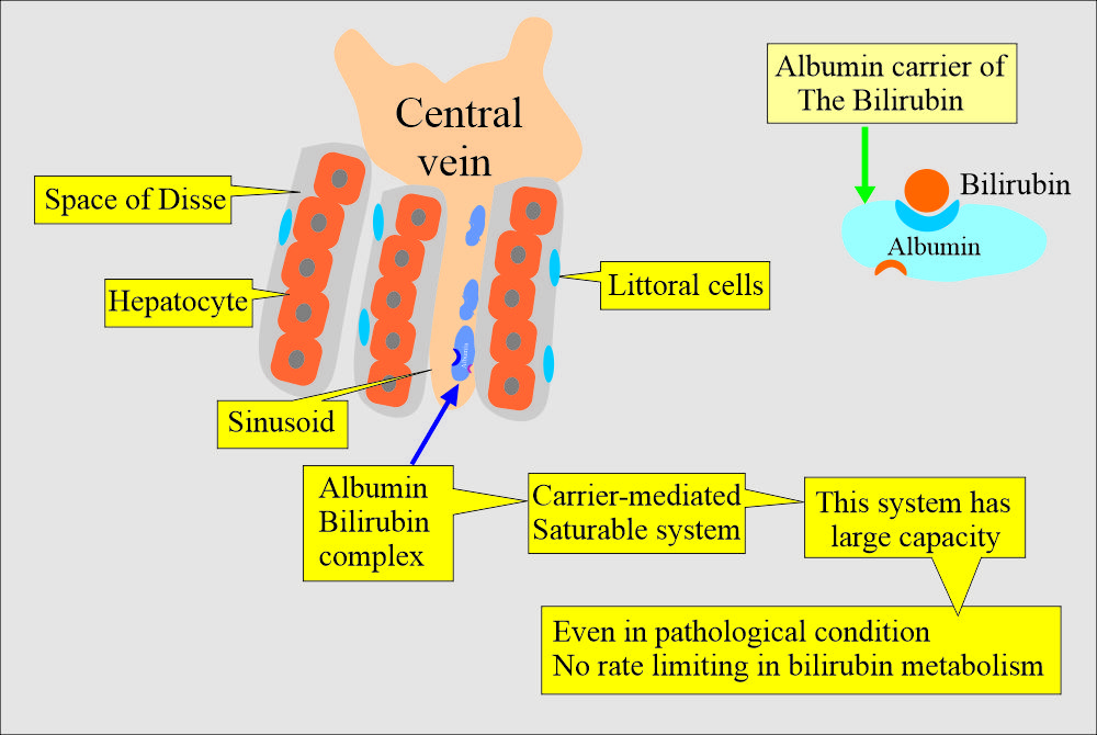 Bilirubin:- Part 2 - Conjugated, Direct Bilirubin (Conjugated ...