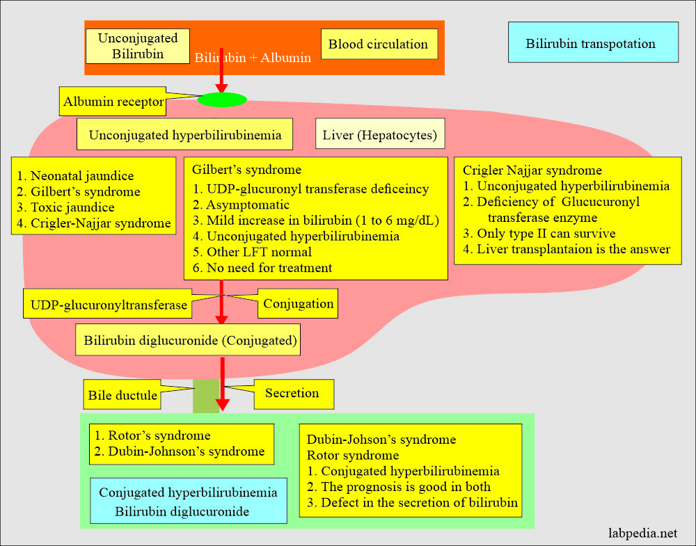 Bilirubin metabolism and transportation in the hepatocytes