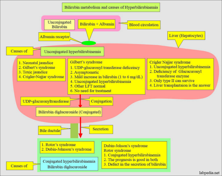 Bilirubin:- Part 1 - Total Bilirubin (Direct and Indirect Bilirubin ...