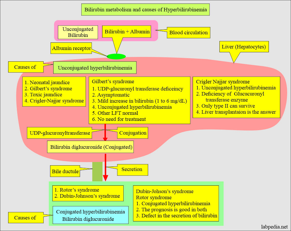 Bilirubin Metabolism and causes of Hyperbilirubinemia
