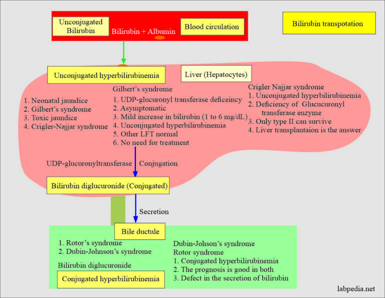 Bilirubin:- Part 1 - Total Bilirubin, Direct and Indirect Bilirubin ...