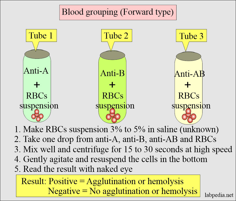 essay on blood group