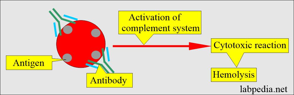 Hemolysis due to antigen and antibody reaction
