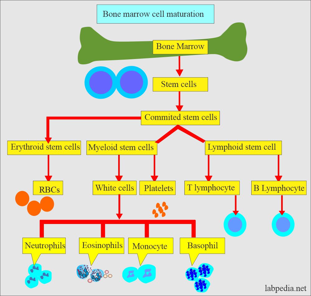 Bone marrow role in different cells maturation