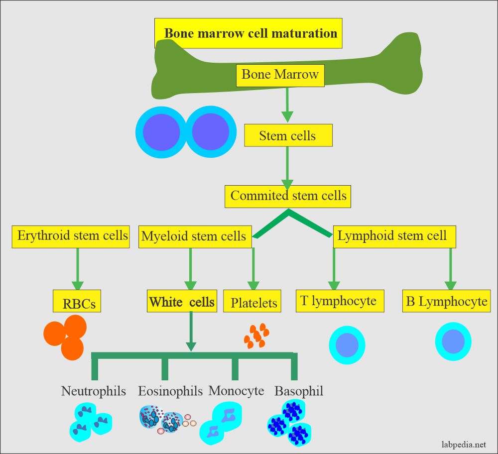 Bone marrow precursor cells and their maturation