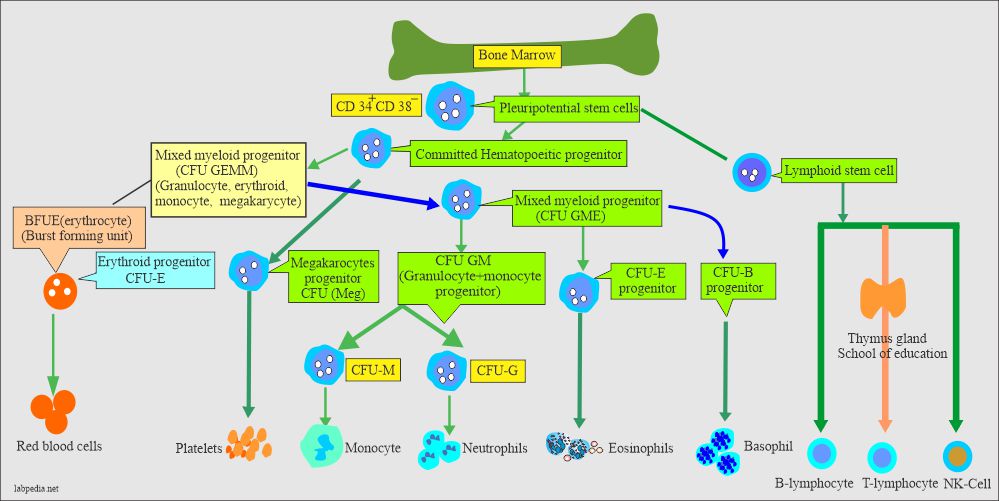 White Blood Cell Part 1 White Blood Cells WBC Development Maturation Functions And