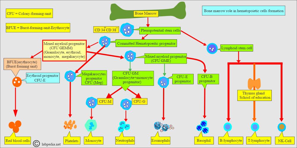 Bone marrow maturation
