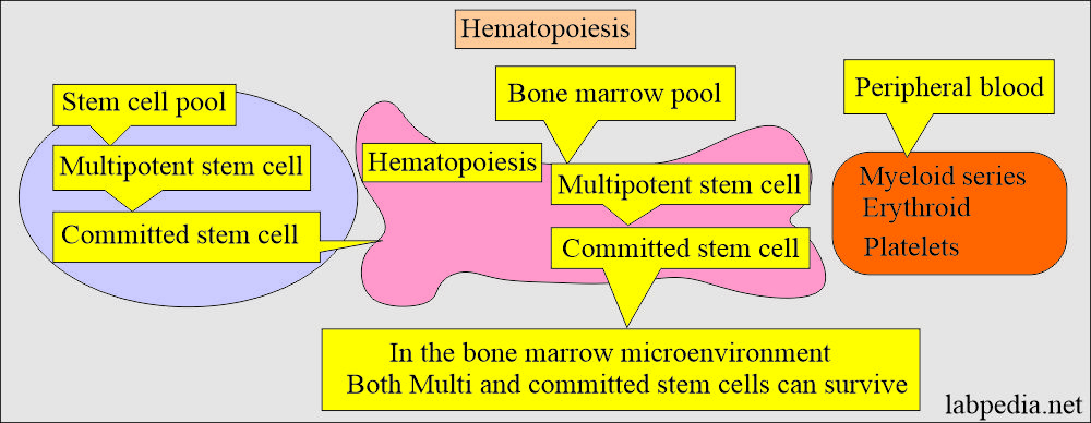 Hematopoiesis (Bone marrow)