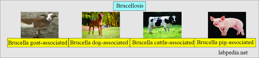 diagnosis of brucella infection: Brucellosis and its association with animals