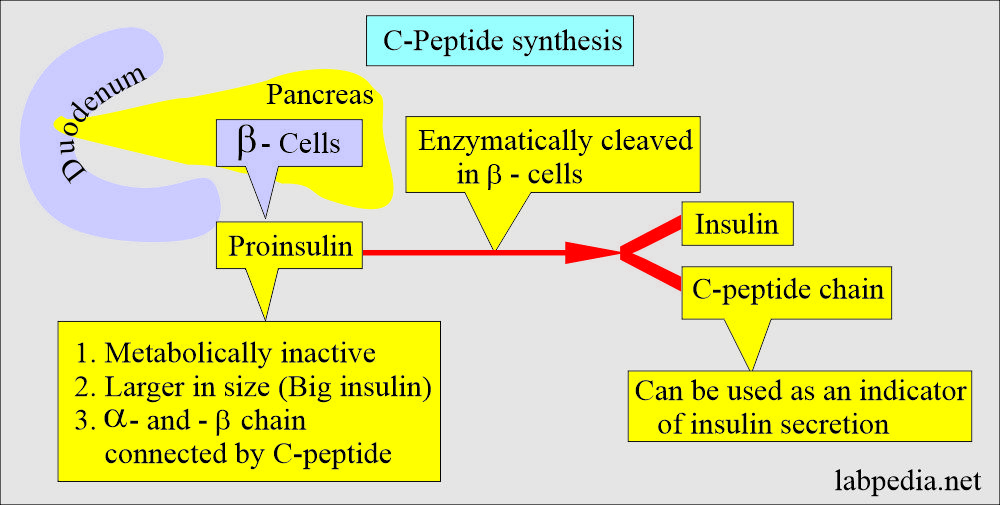 C Peptide Serum Low | informacionpublica.svet.gob.gt