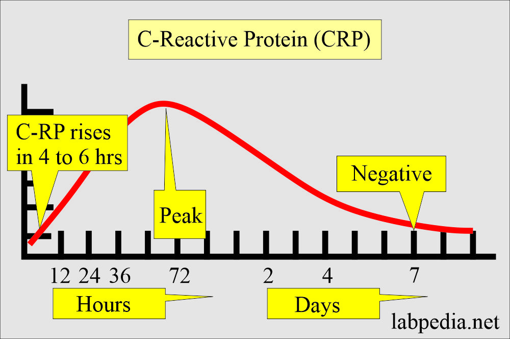 C-Reactive Protein (CRP) curve