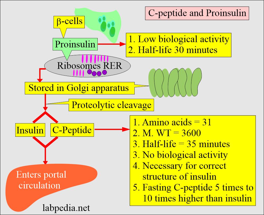C-peptide and Proinsulin