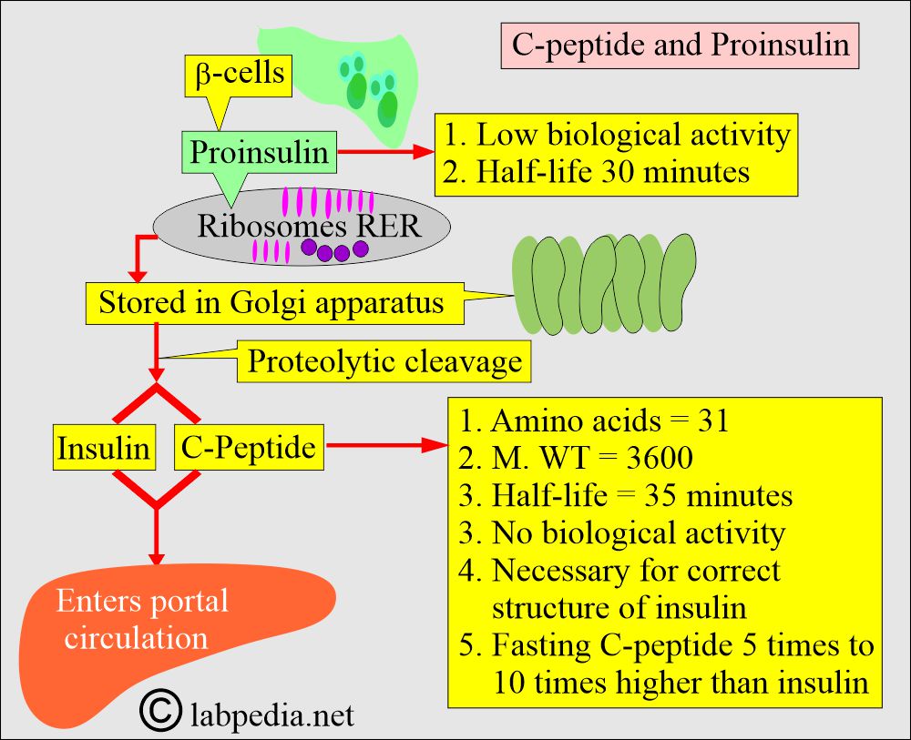C-peptide and Proinsulin C-peptide and Proinsulin