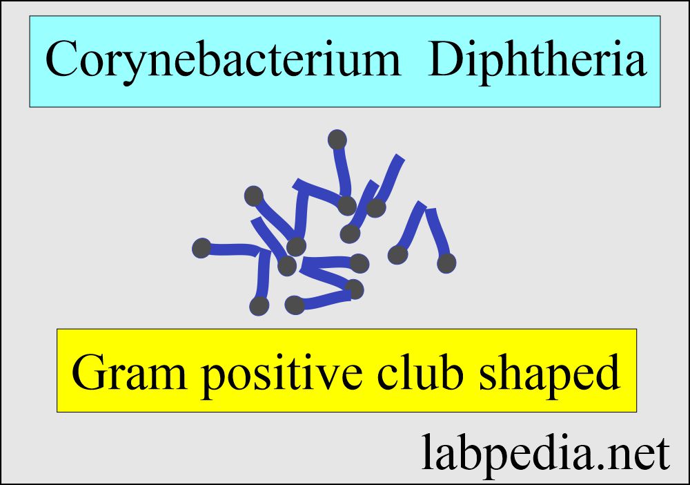 Corynebacterium diphtheria morphology