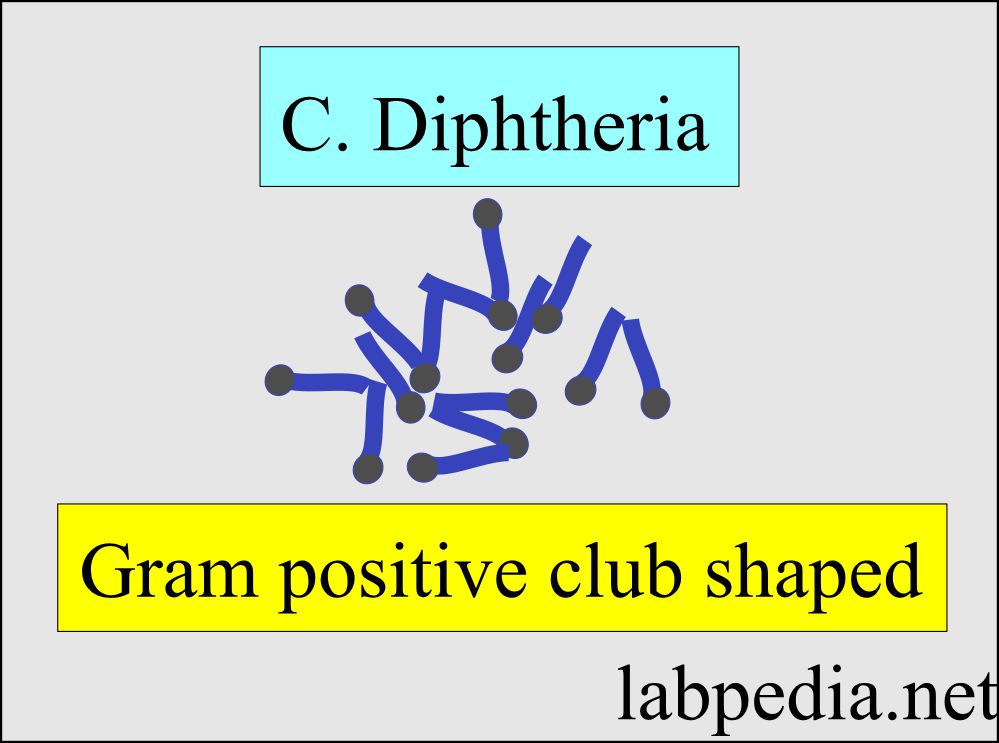 Klebs loeffler bacilli (KLB), Corynebacterium Diphtheriae,  Diagnosis and Stain,