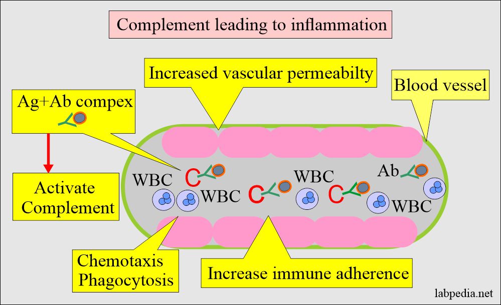 Complement C 3 role in inflammation