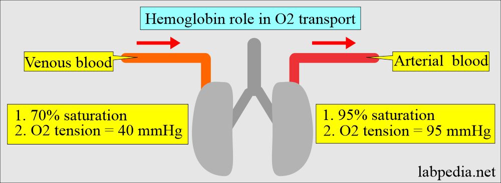 Hemoglobin role in O2 transport
