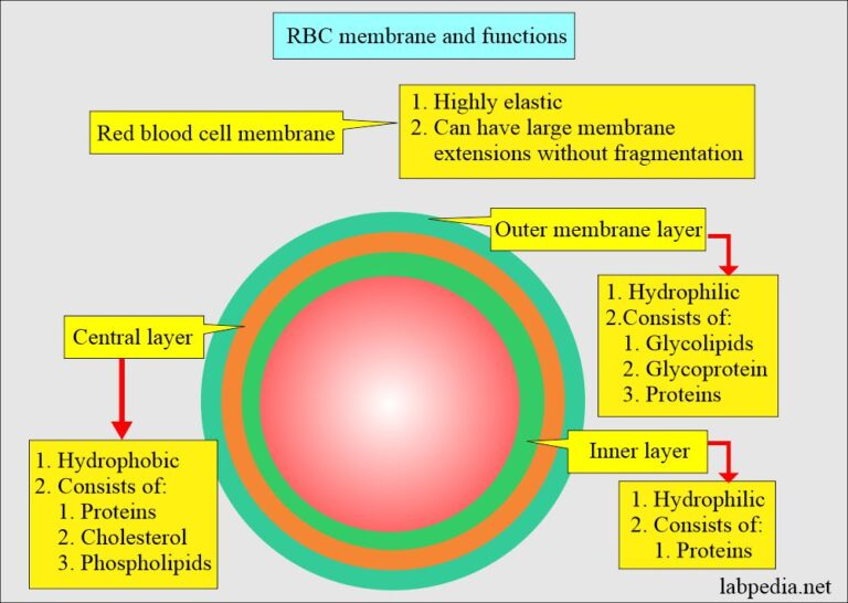 Complete Blood Count, Red Blood Cell Morphology