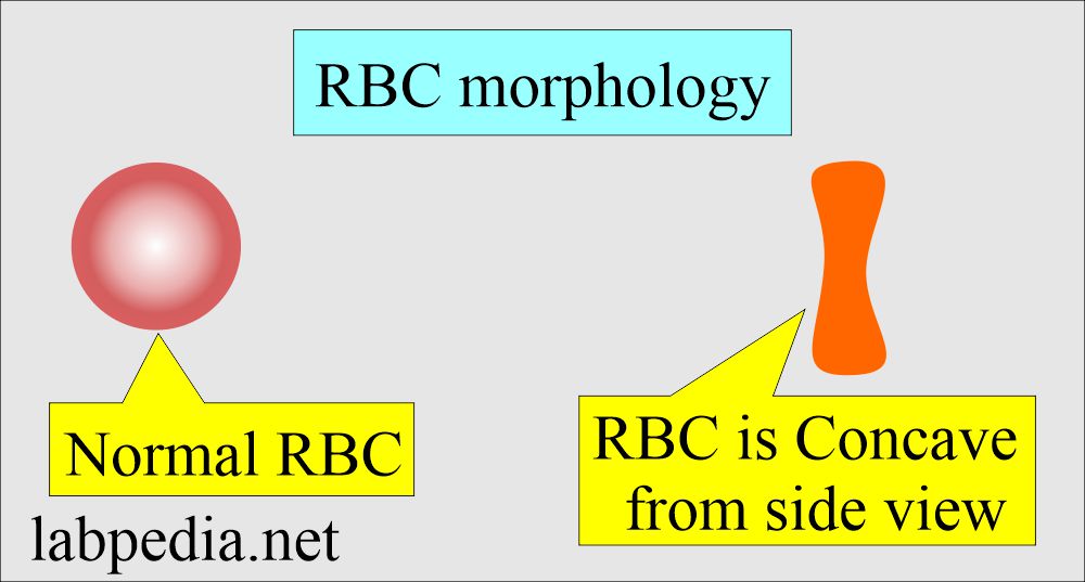  RBC morphology