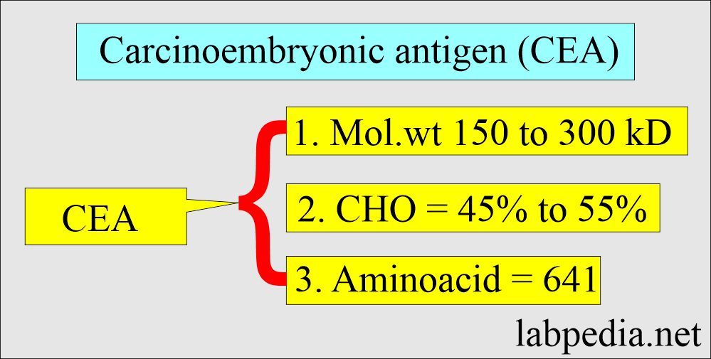 Carcinoembryonic antigen (CEA) structure