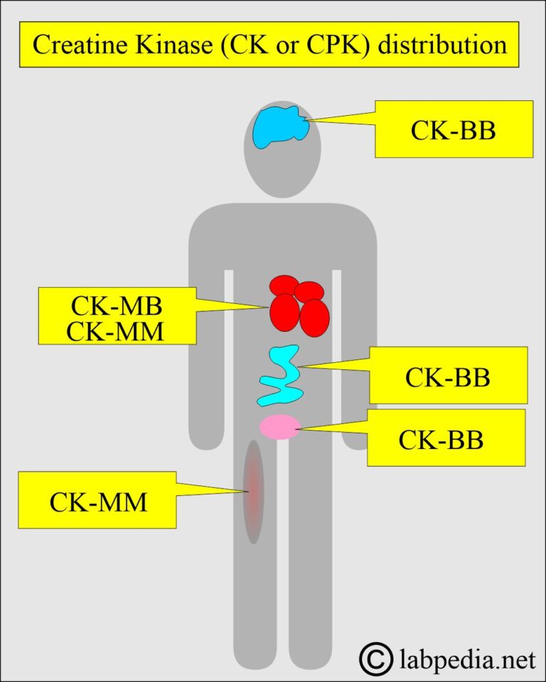 Creatine kinase or creatine phosphatase, CPK