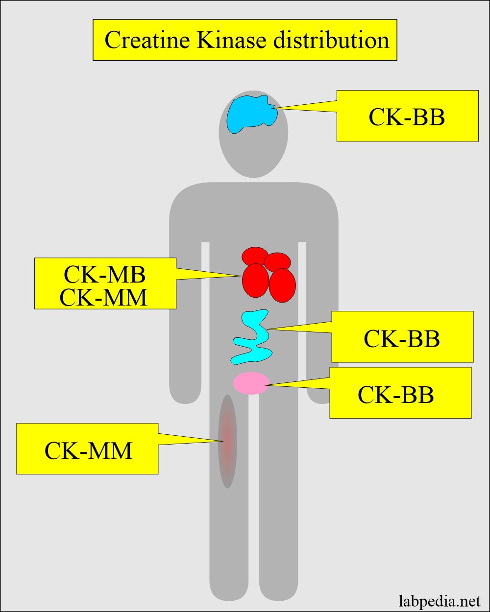 CK-isoenzymes distribution