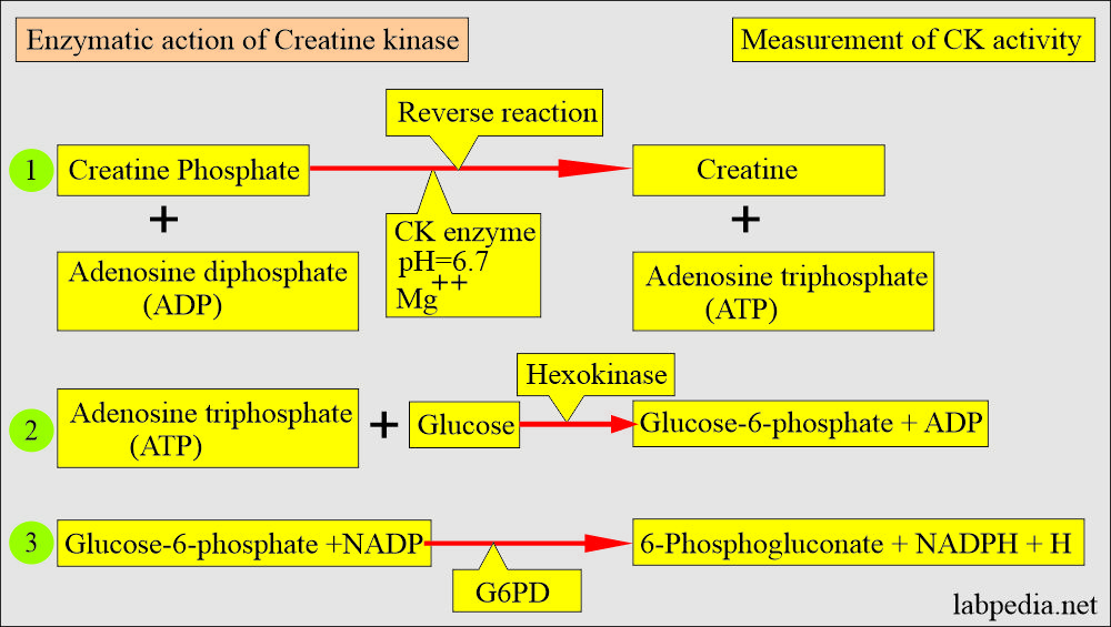 CK activity and reaction