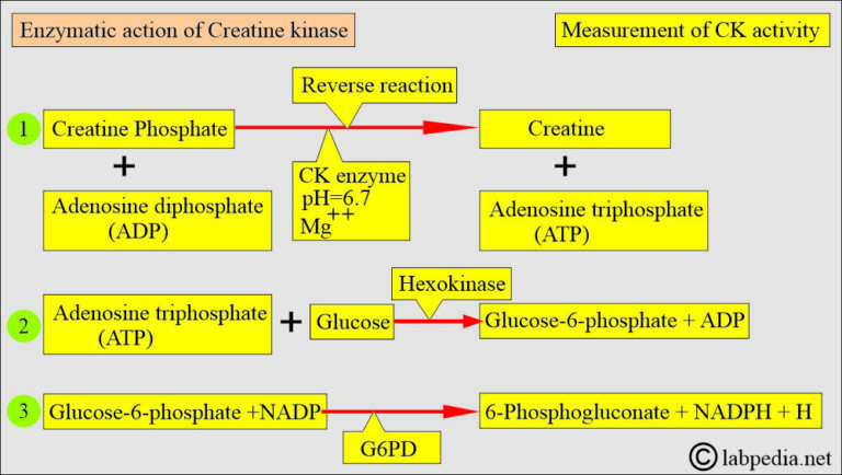 Cardiac marker:- Part 2 - CK-MB (Cardiac Enzyme) - Labpedia.net