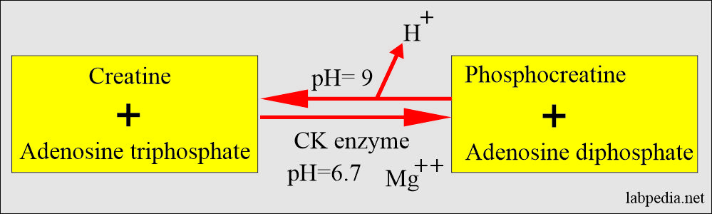 Creatine chemical reaction and energy production