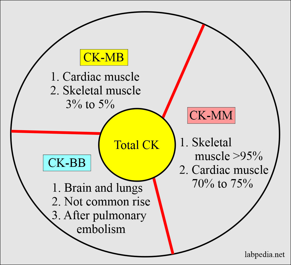 CK - distribution in various organs