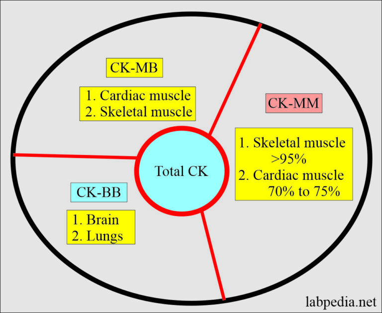 Creatine kinase or creatine phosphatase, CPK