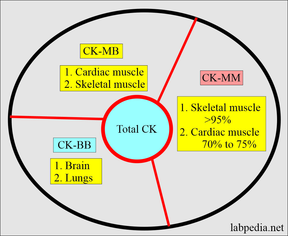 CK - Isoenzyme distribution