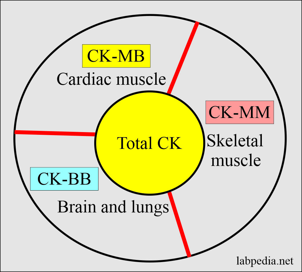 CK distribution in the body