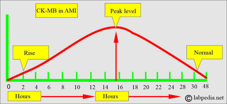 Creatine kinase or creatine phosphatase, CPK