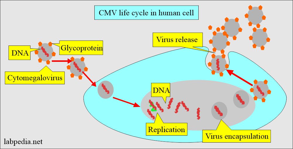 CMV life cycle in human cell