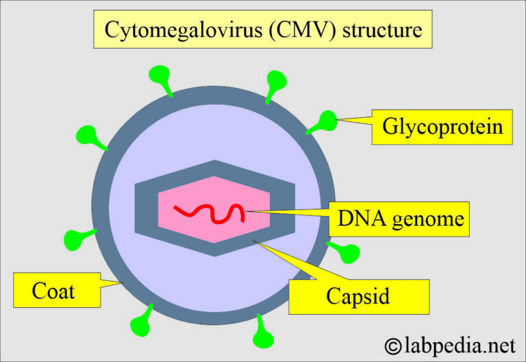 Summary of Hepatotropic Viruses and Other Viruses
