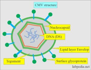 TORCH Profile:- Part 2 - Cytomegalovirus (CMV) - Labpedia.net