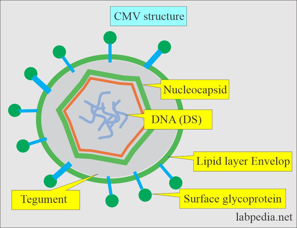 CMV virus structure