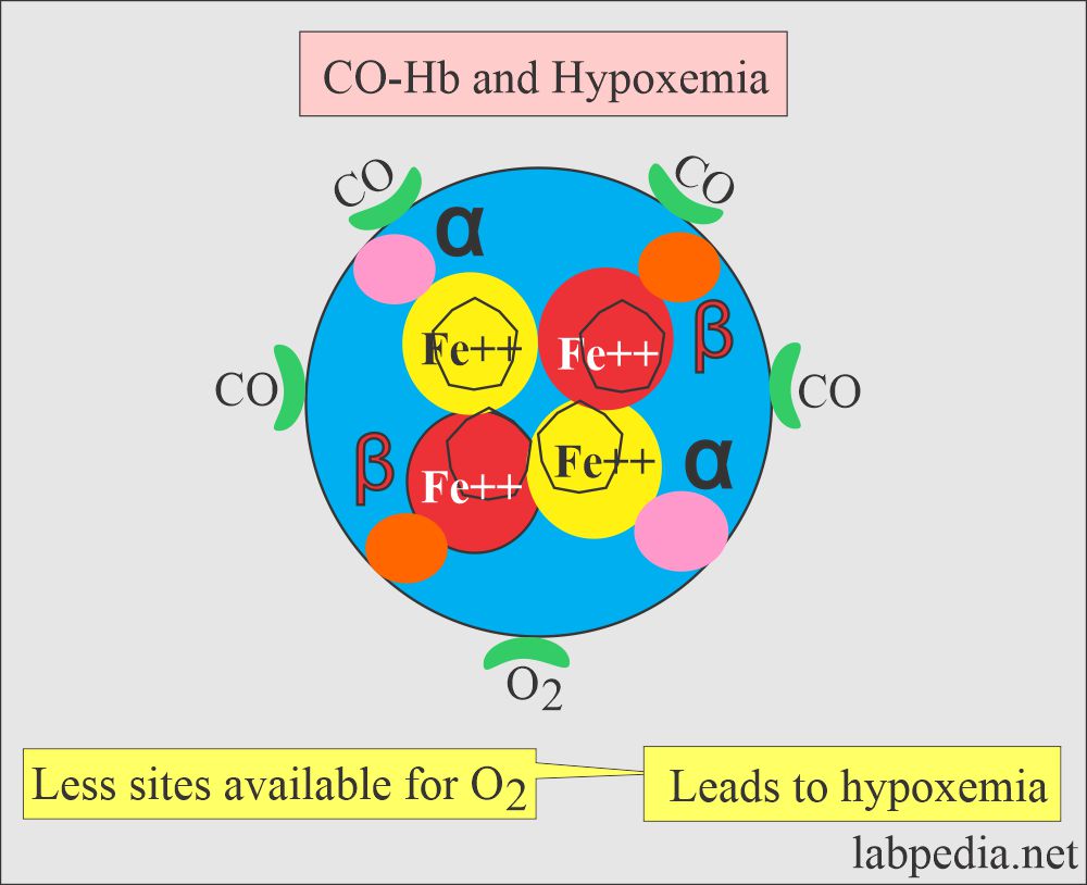 CO-Hb sites for O2 leading to hypoxemia 